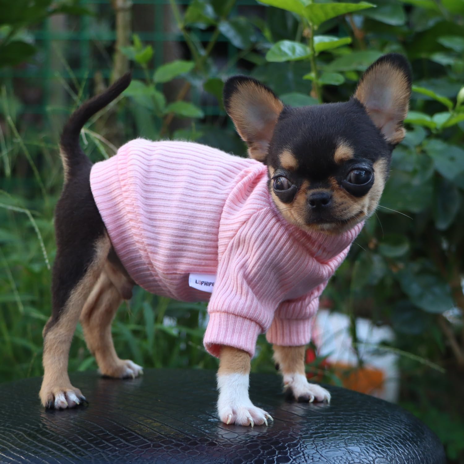 LOPHIPETS prenda lavable a máquina en frío para limpieza rápida