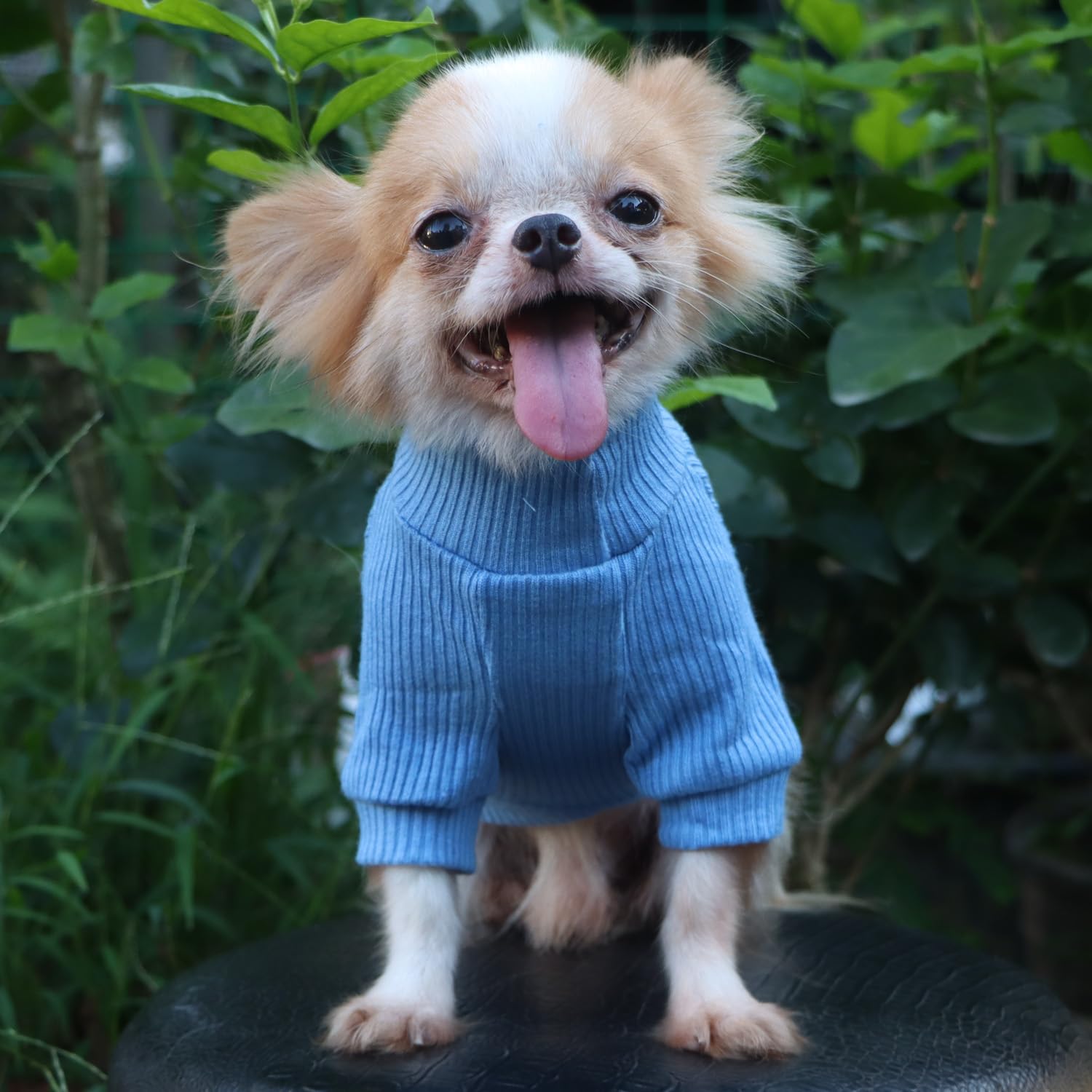 LOPHHIPETS suéter para Chihuahua, color azul claro, perfecto para salidas diarias