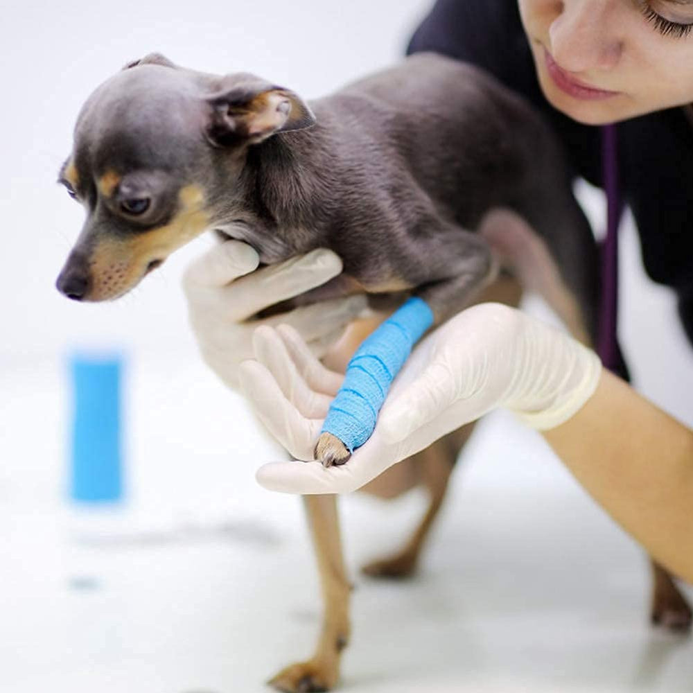 LotFancy Vet Wrap corte fácil, se retira limpio para ajuste.