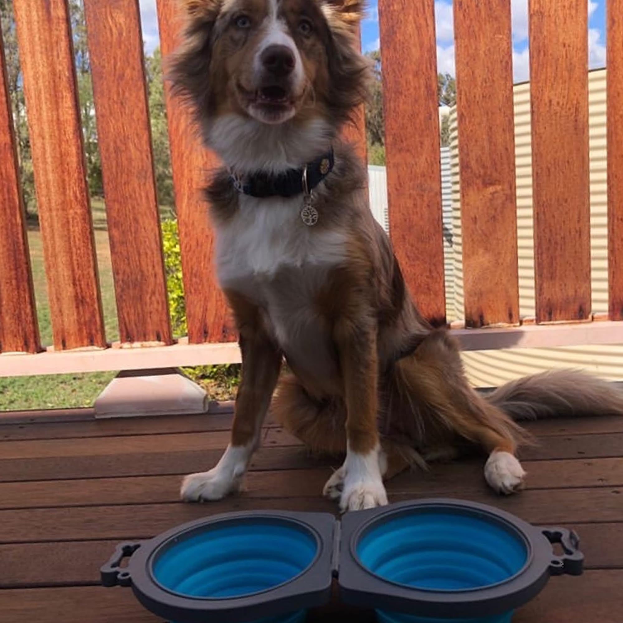 loving pets capacidad 12 onzas por cuenco, porciones claras para cada comida.