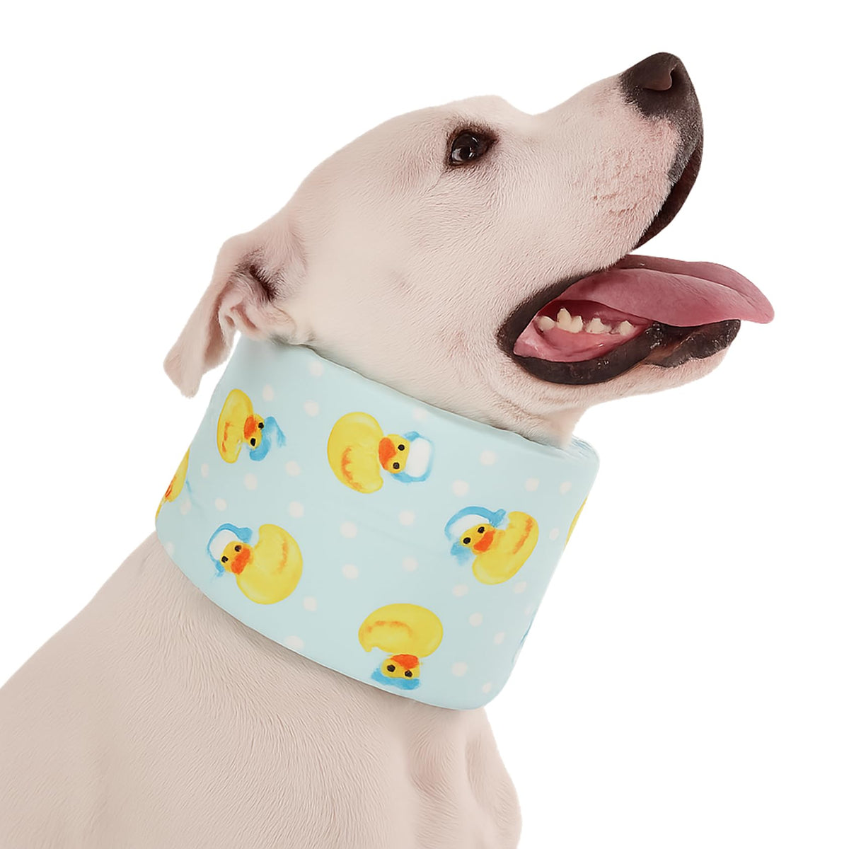 LovinPet collar recuperación-perro, ajuste adaptable para comodidad.