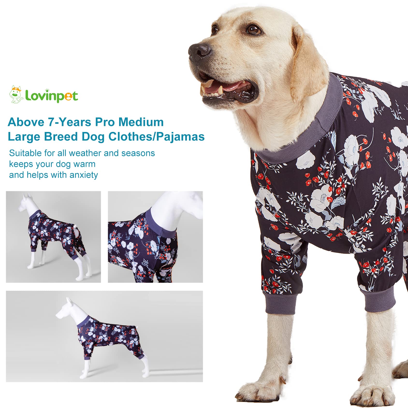 Paseos y fotos divertidas con LovinPet para perros grandes