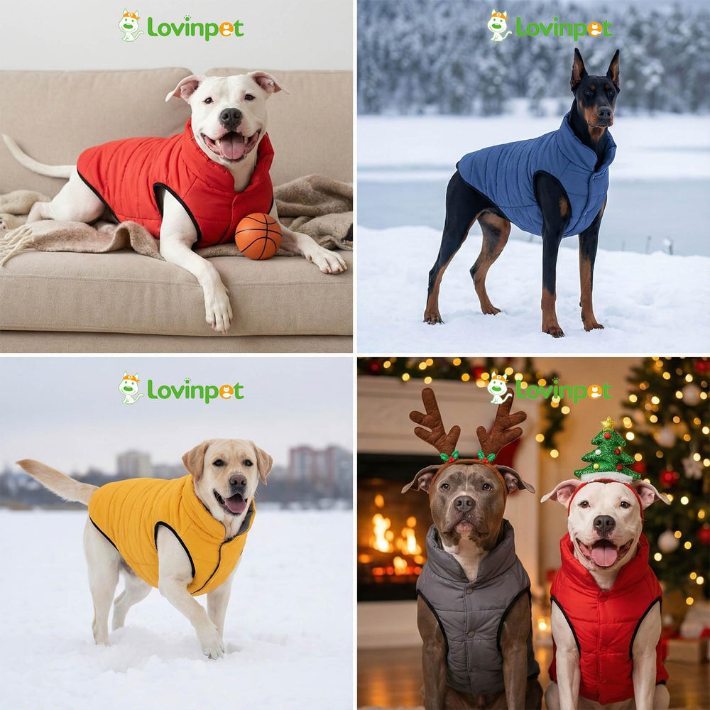 LovinPet uso diario para paseos, viajes y momentos en casa.