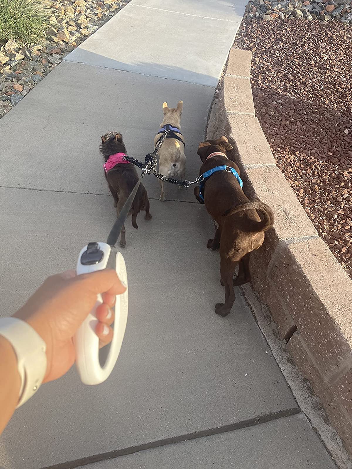 LTSGORY accesorio ideal para perros pequeños y medianos durante paseos.