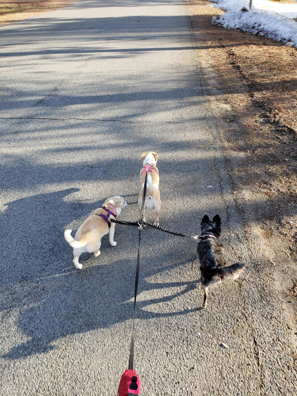 LTSGORY sistema sin enredos que facilita caminar el trío de perros.
