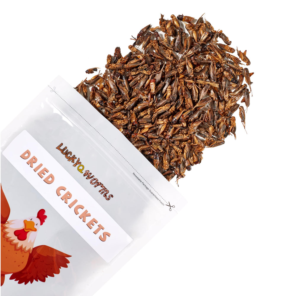luckqyworms grillos secos listos para aves y reptiles, sin preparar