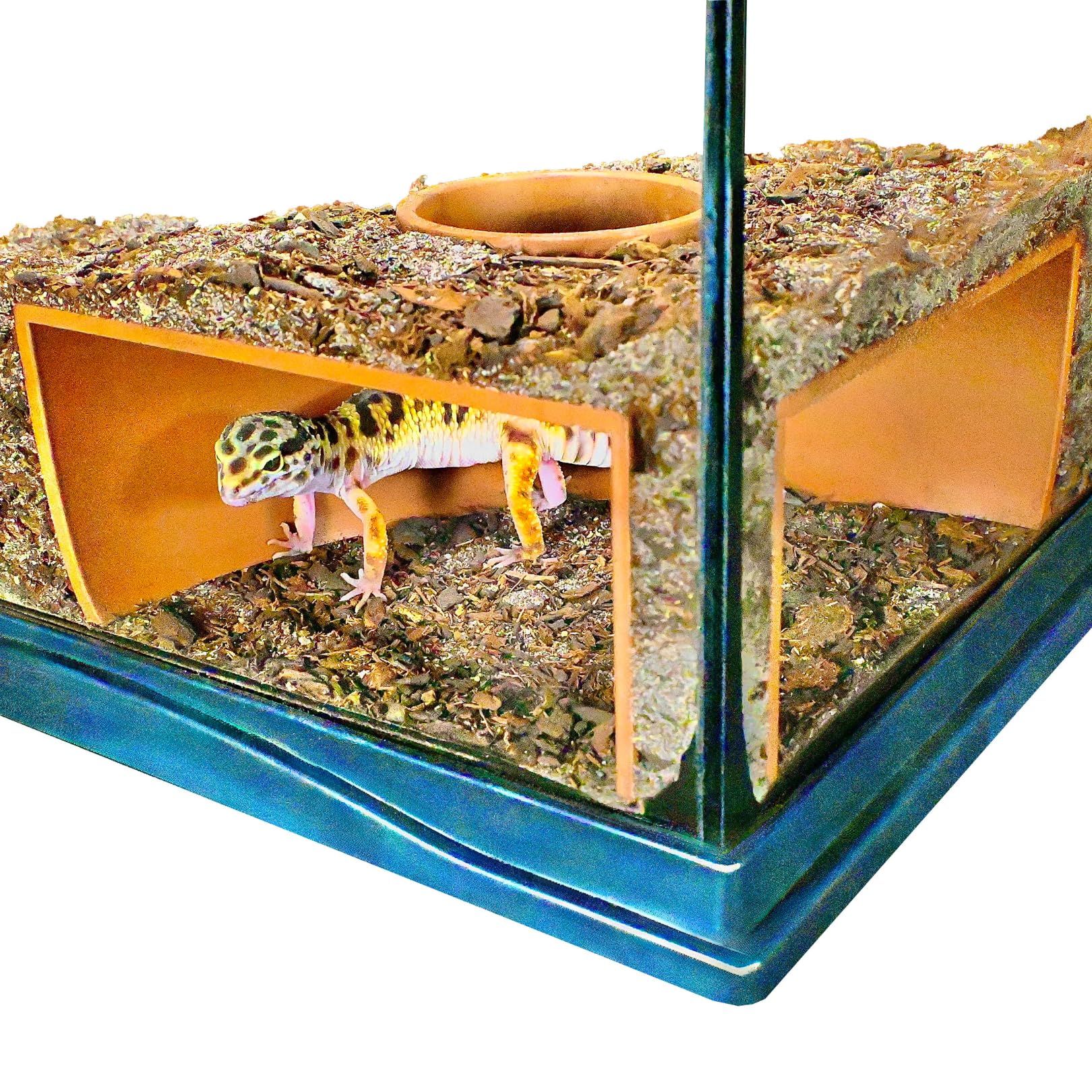 Lucky Critter cueva-subterranea en esquina ofrece visión clara para observar reptiles.