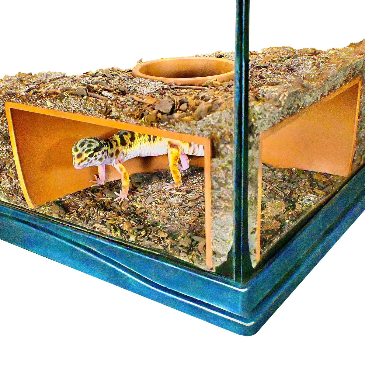 Lucky Critter cueva-subterranea en esquina ofrece visión clara para observar reptiles.