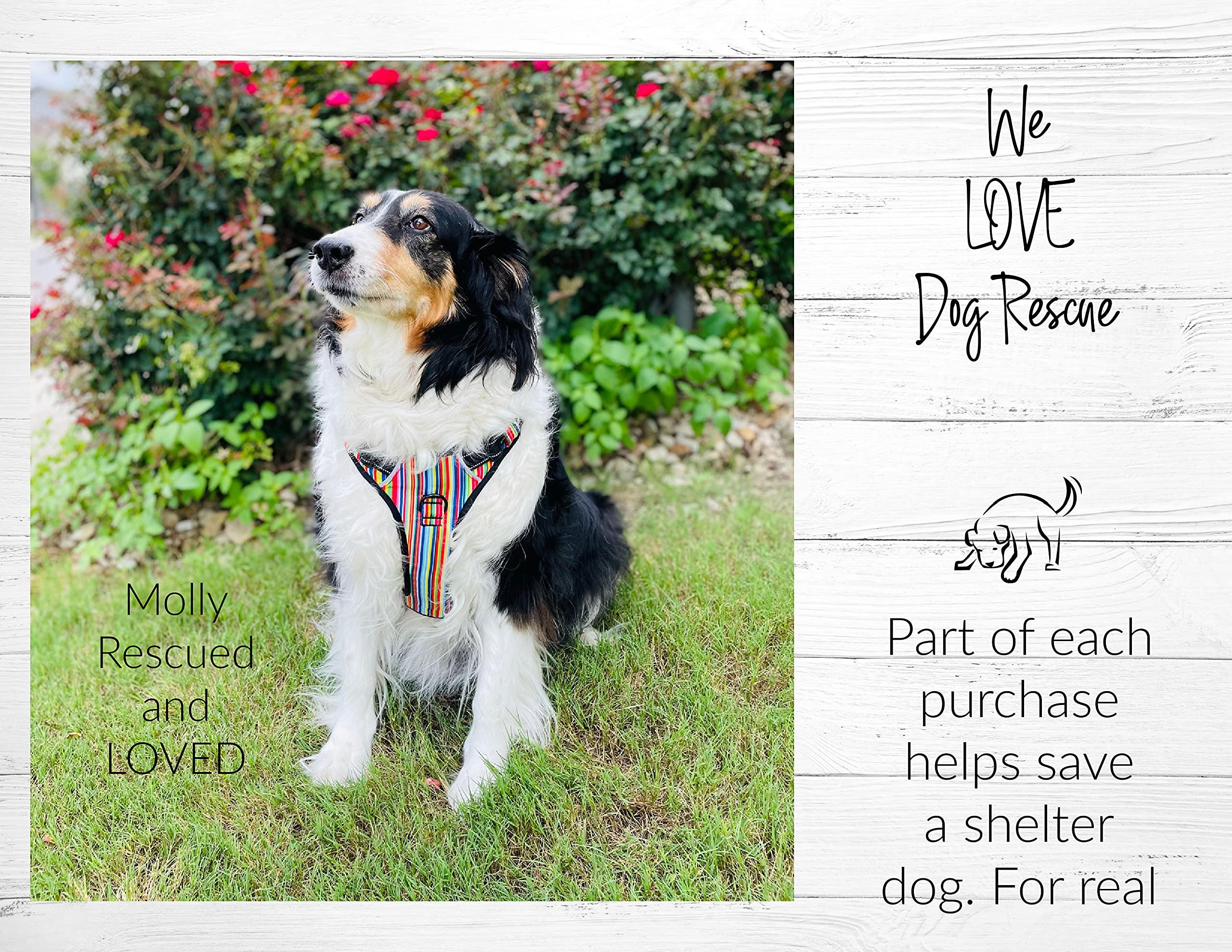 Compra Lucky Love Dog apoya a refugios y rescates.
