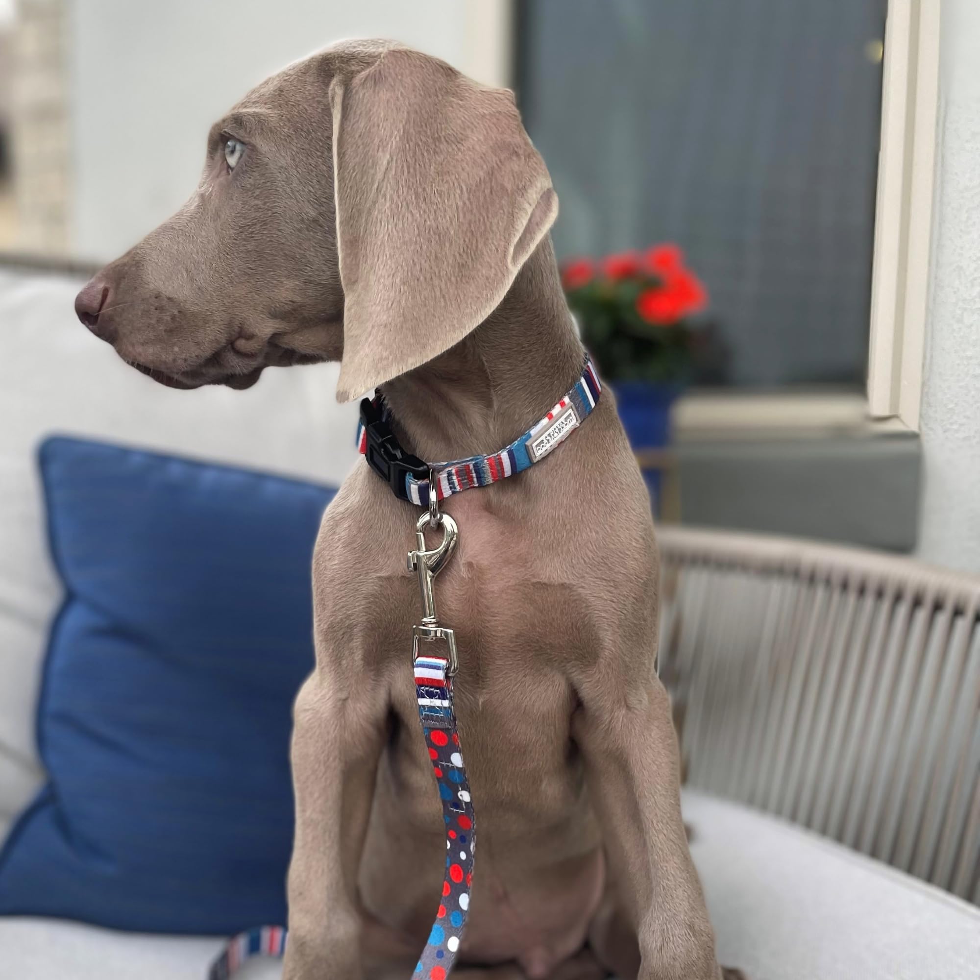 Lucky Love Dog Linus Combo, diseño floral vibrante para perros con estilo.