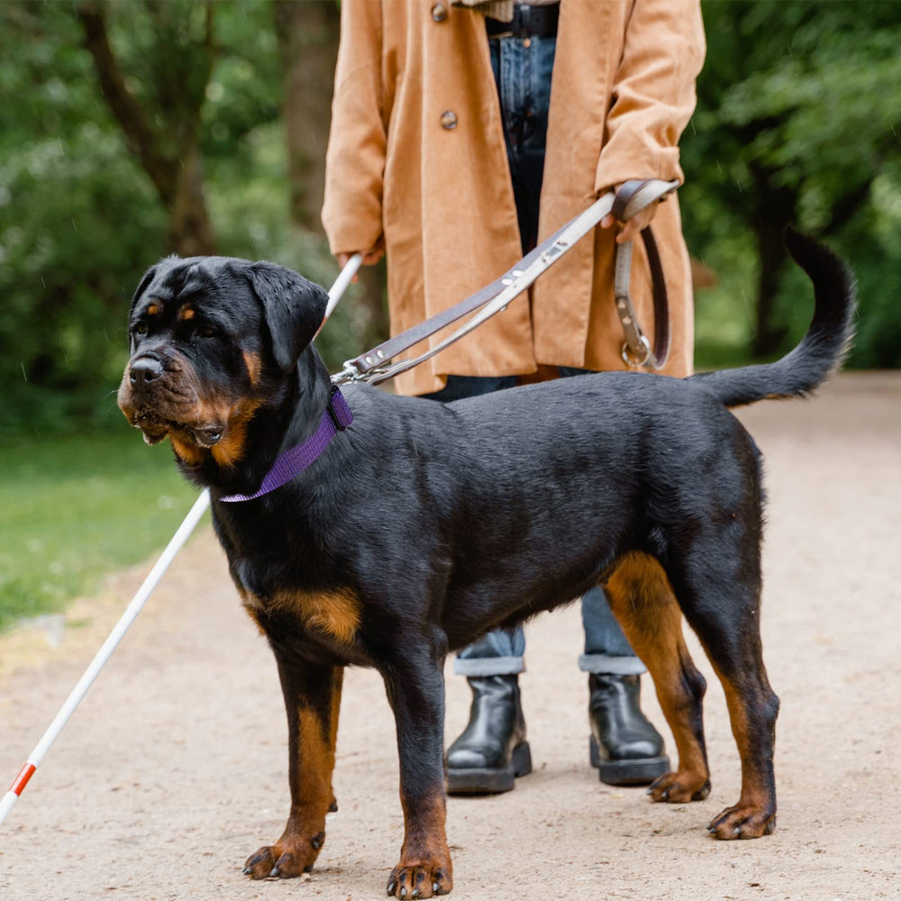 LUCKYDC Collar resistente para uso diario y entrenamiento de perros grandes.