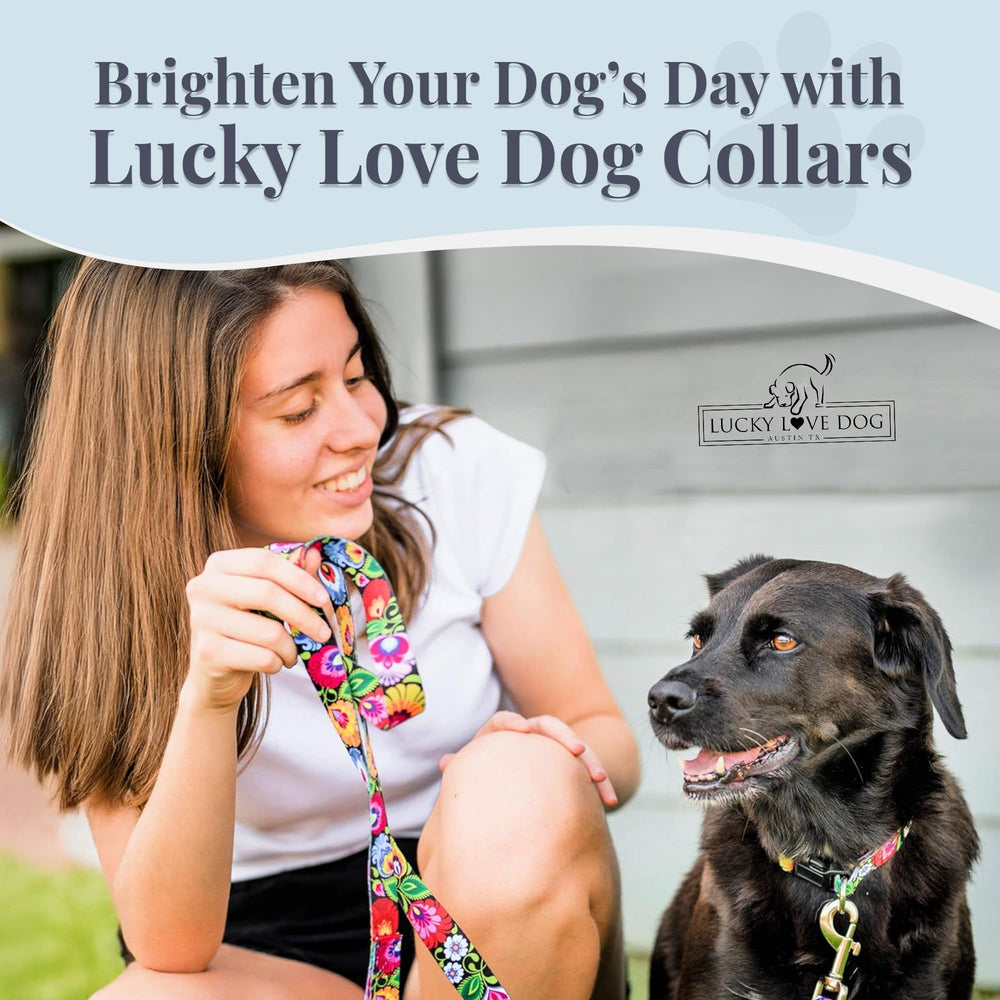 Conjunto collar y correa negro Blackbird de Lucky Love Dog para salidas con estilo.