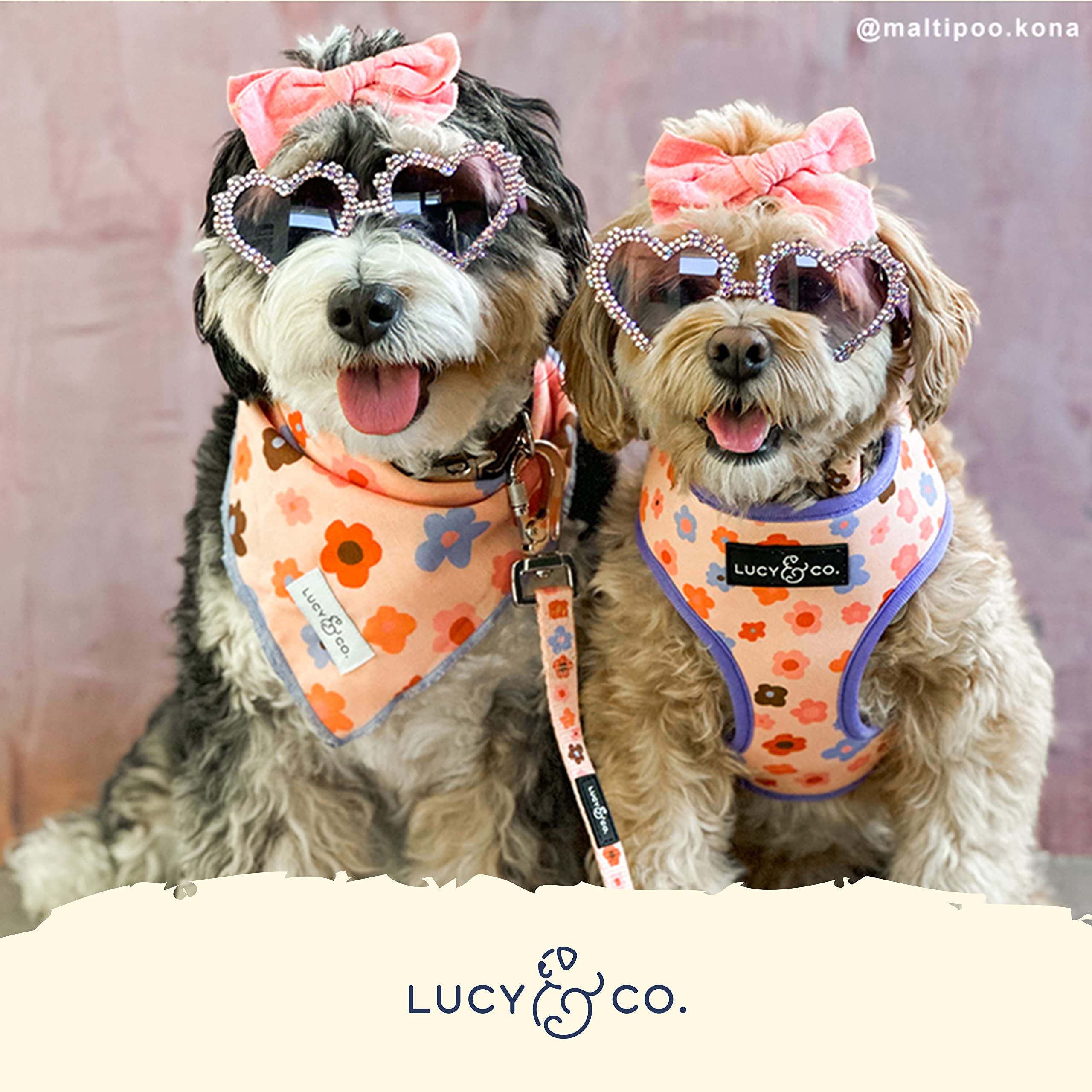 Lucy & Co arnés duradero ideal para paseos diarios y entrenamiento.