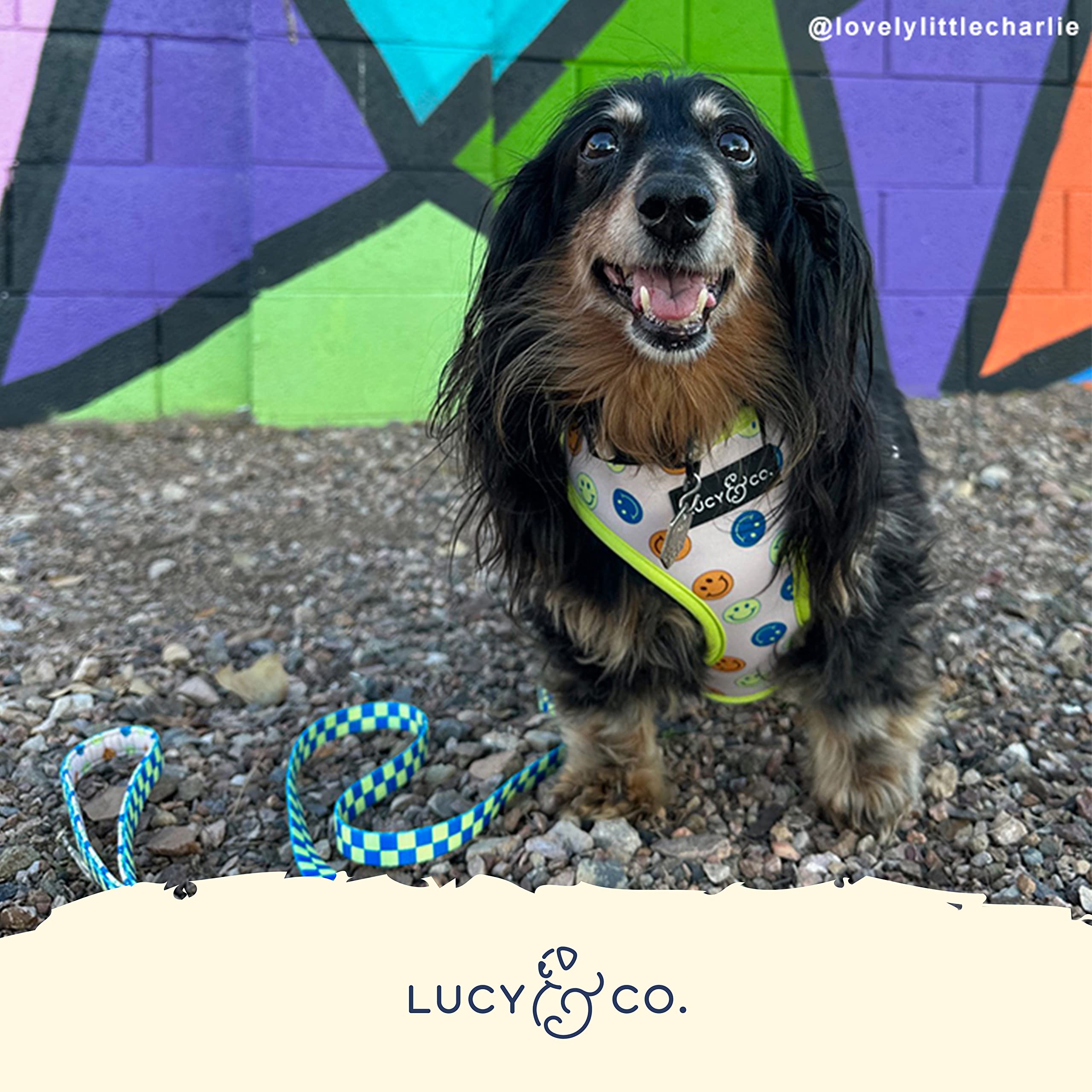 Lucy & Co. arnés talla pequeña para perro, diseño elegante y cómodo