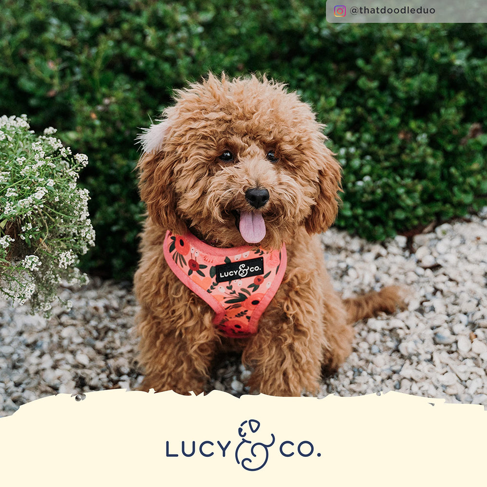 Diseño ergonómico de Lucy & Co arnés reversible para perros.