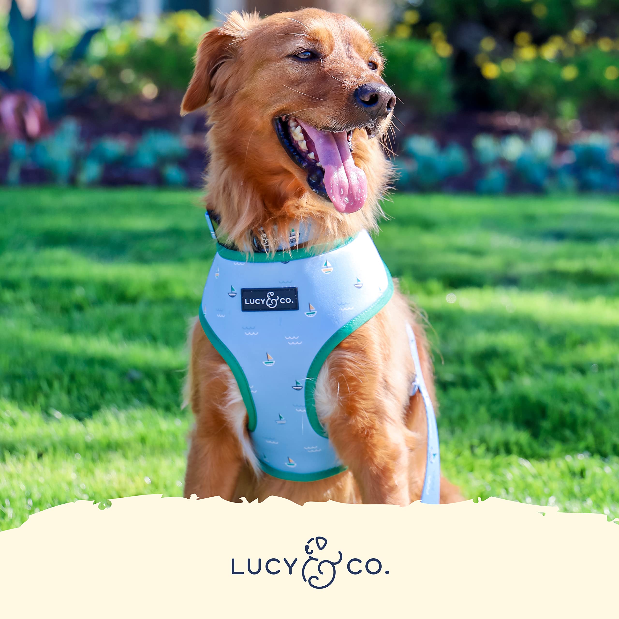 Regalo premium Lucy & Co. Set Sail para dueños de perros grandes y estilosos.