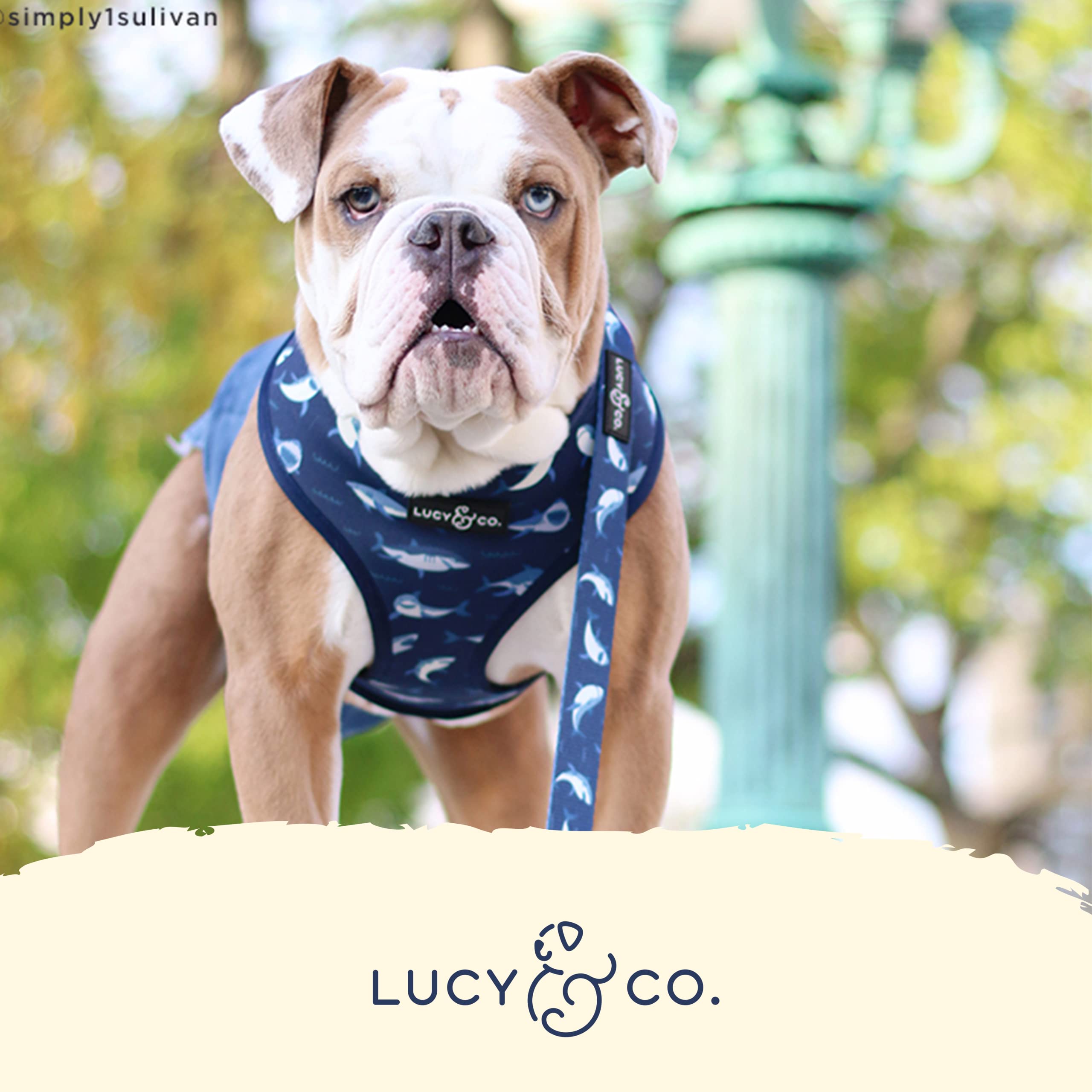 Arnés Lucy & Co. disponible en tallas XS-XL para perros de todos los tamaños.