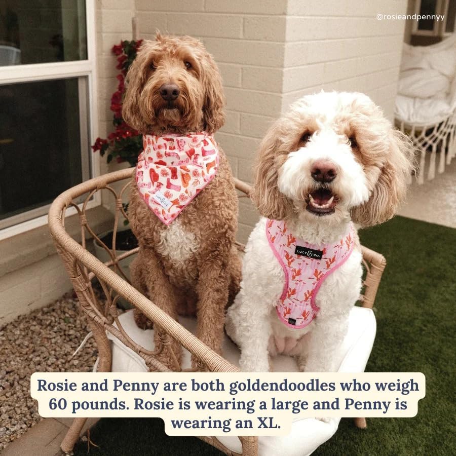 Perro usando el collar Lucy & Co Little Lamb durante un paseo.