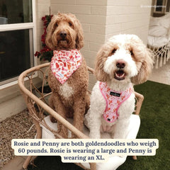 Perro usando el collar Lucy & Co Little Lamb durante un paseo.