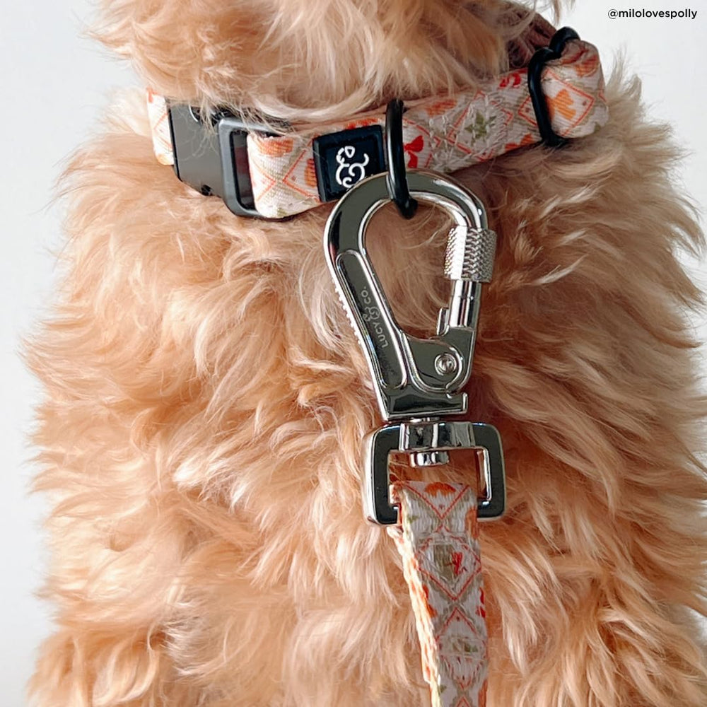Lucy & Co. collar con diseño estampado para expresar la personalidad de tu perro.