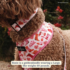 Lucy & Co. collar con diseños variados para expresar la personalidad de tu perro