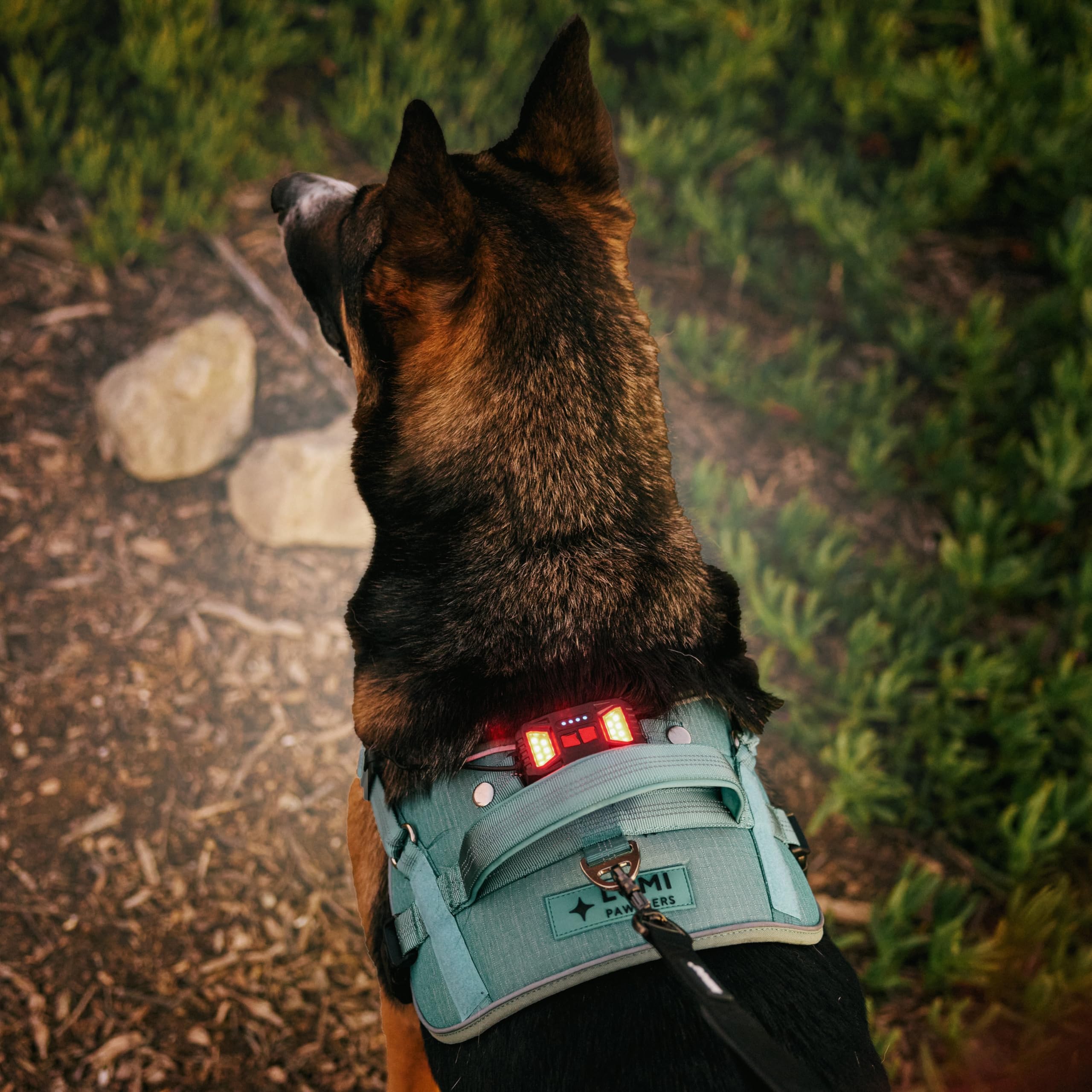 Lumi One: luz nocturna en acción para mayor seguridad de tu perro.