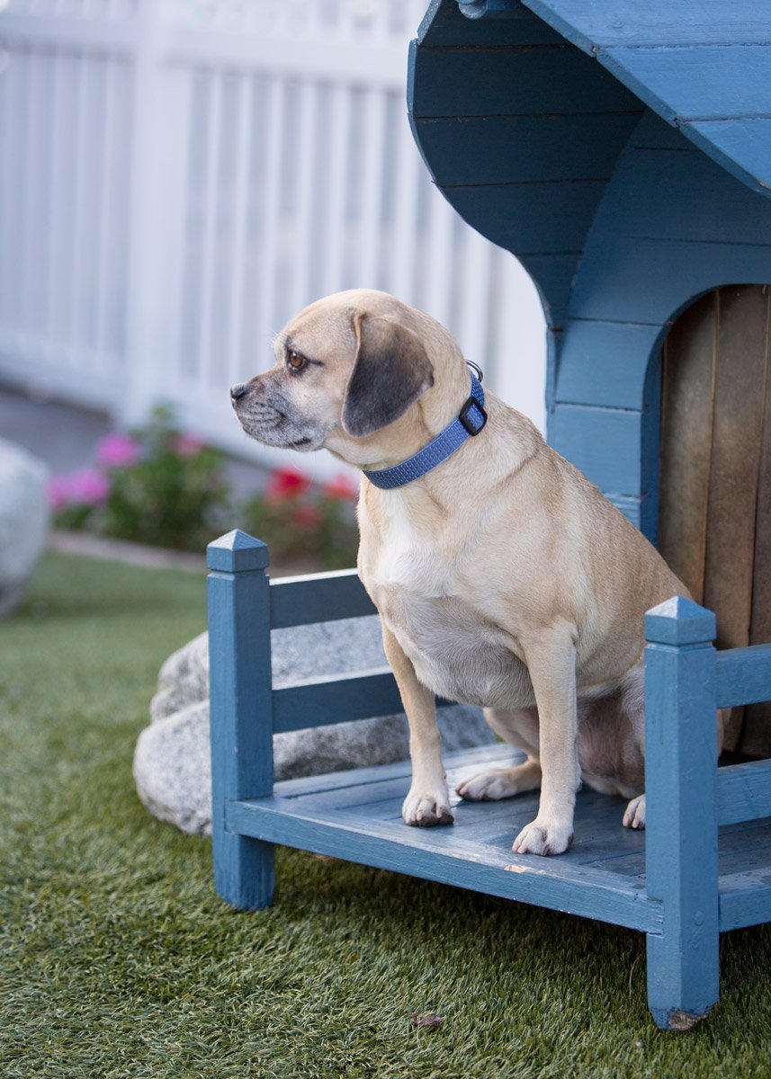 LupinePet Eco collar Mountain Lake, tejido suave hecho con botellas recicladas PET.