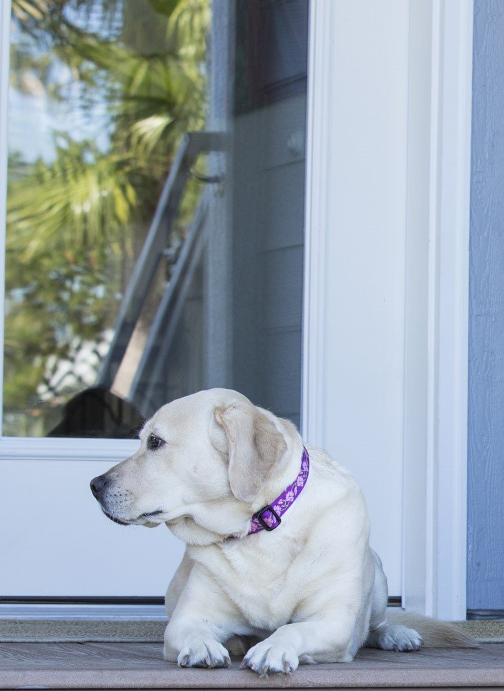 Seguridad durante caminatas con LupinePet Originals collar martingale Jardin Rosas