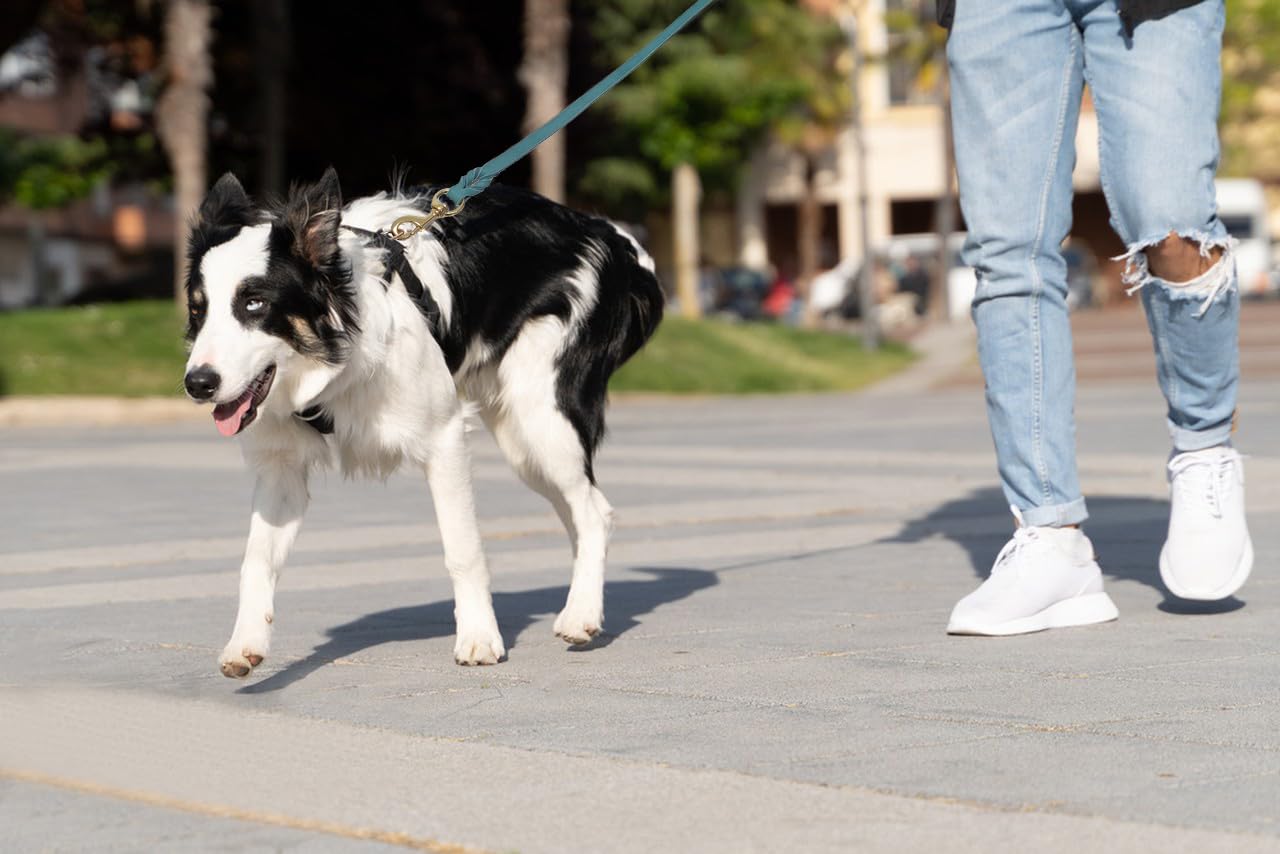 LWBMG correa de cuero para perro comodidad suave, tacto agradable en paseos.