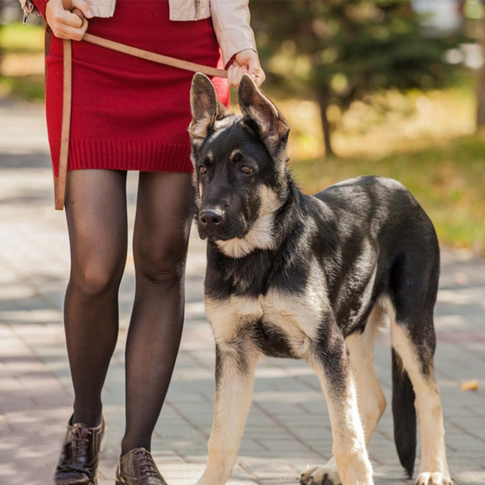 Correa de cuero LWBMG diseño elegante para perros de cualquier tamaño.