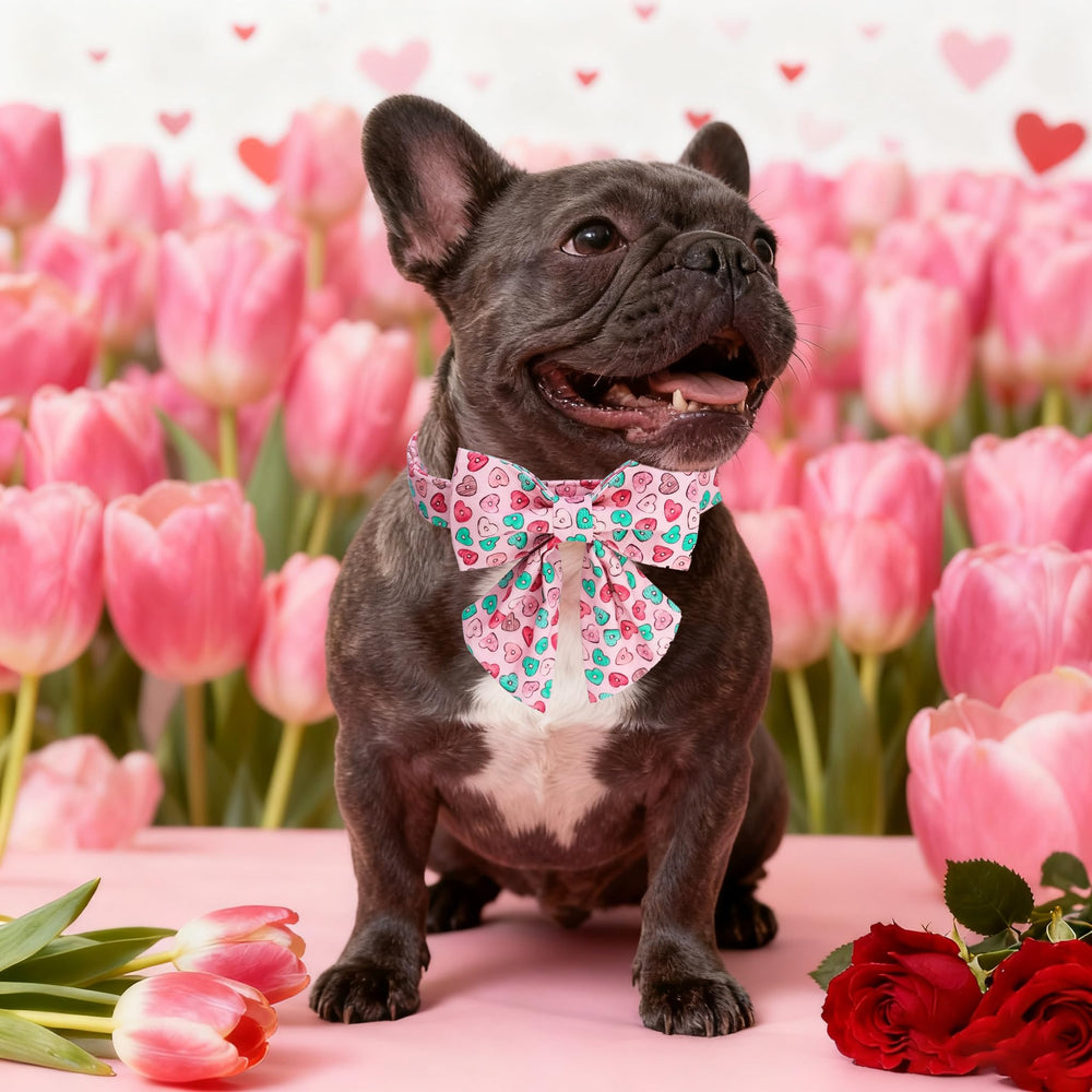 Collar M MACA BATES con ajuste para tamaños pequeños, cómodo y seguro.