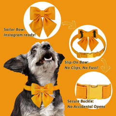 Collar para perros M MACA BATES enfocado para sesiones de fotos.