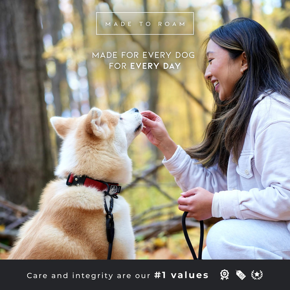 MADE TO ROAM Comfort Collar: perfecto para paseos diarios en otoño de Michigan.