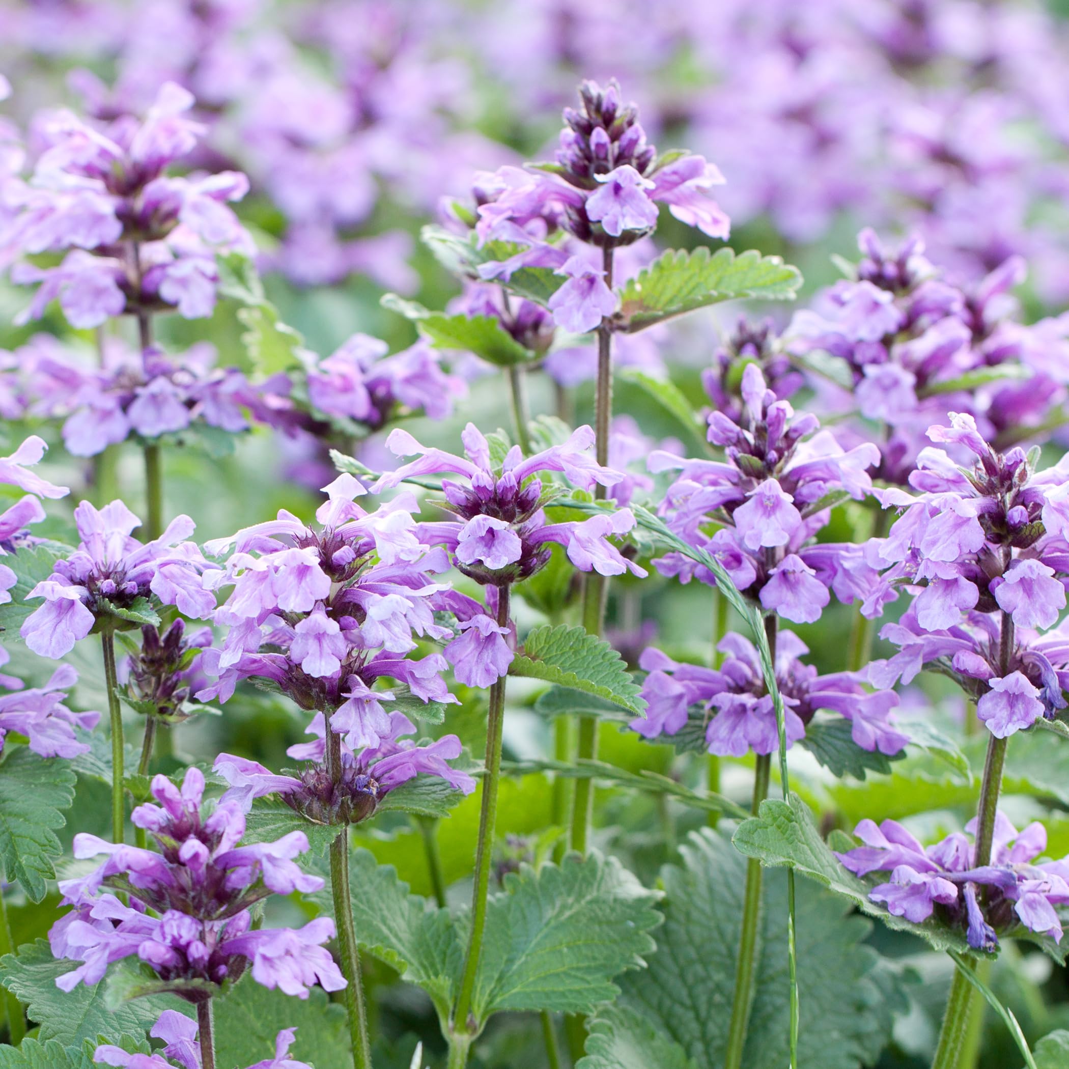 MagJo Naturals Catnip para infusiones herbales, ideal para tés suaves