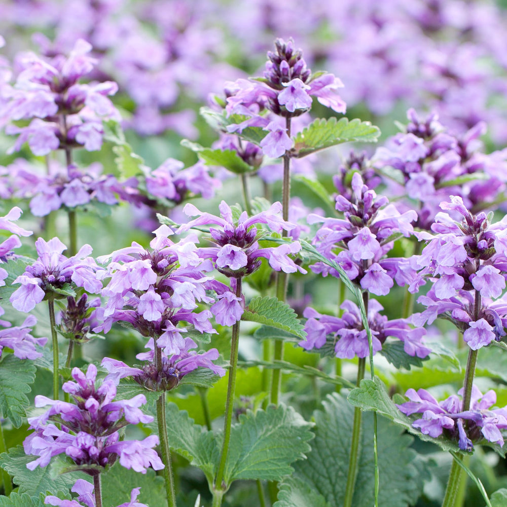 MagJo Naturals Catnip para infusiones herbales, ideal para tés suaves