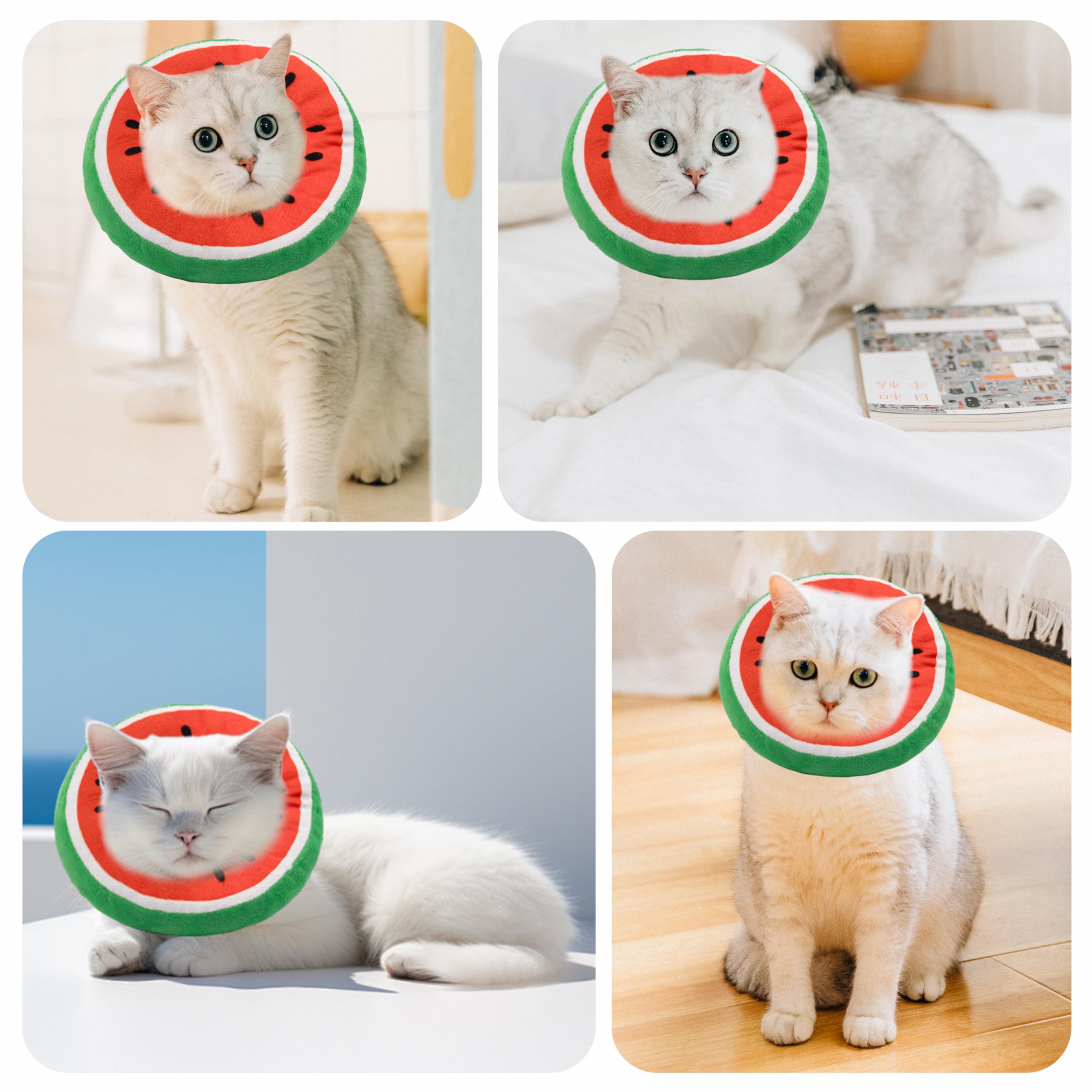 Maiau cono para gatos, útil para recuperación tras cirugía.