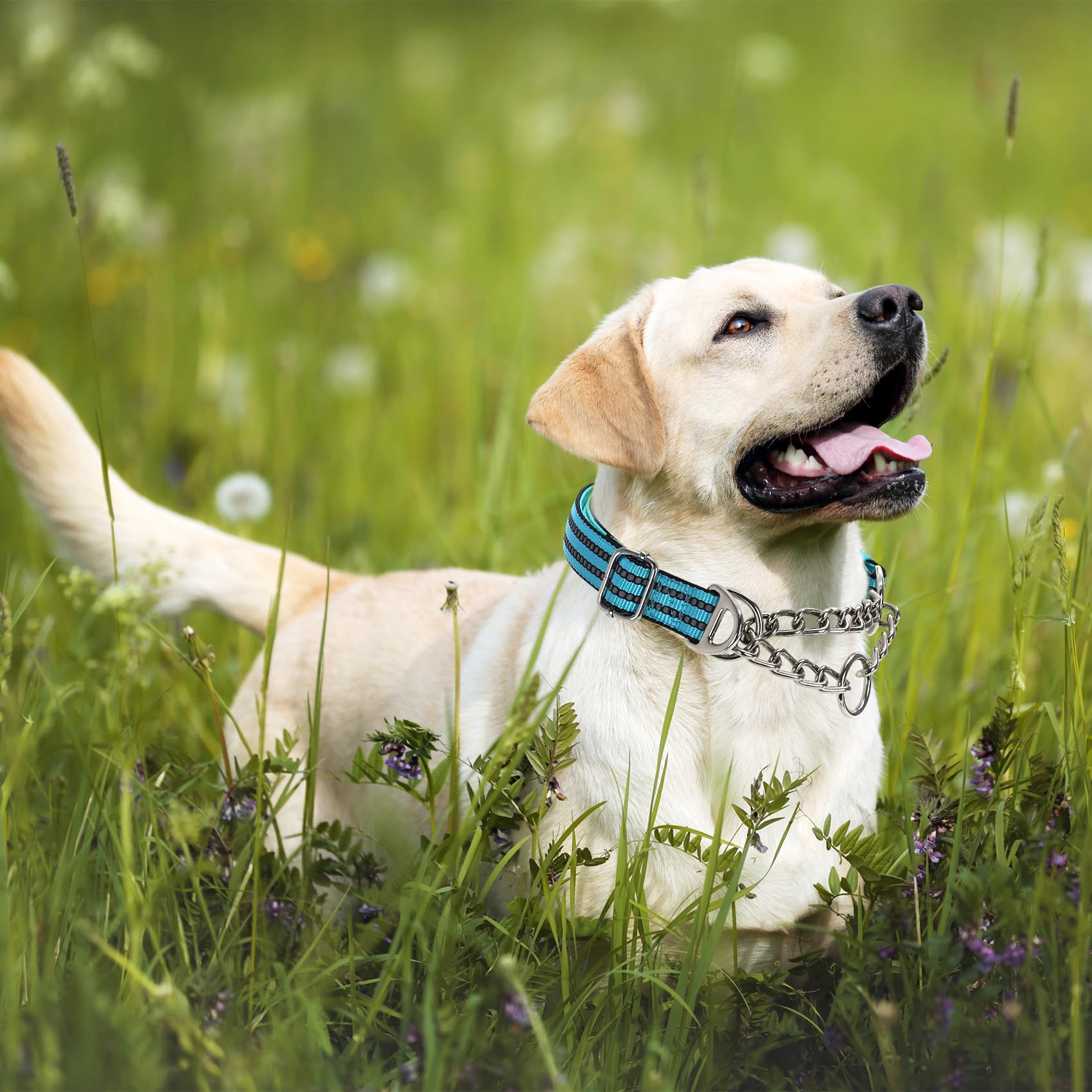 Collar MAOWUWUJOZ con ajuste para perros, útil durante entrenamientos al aire libre.