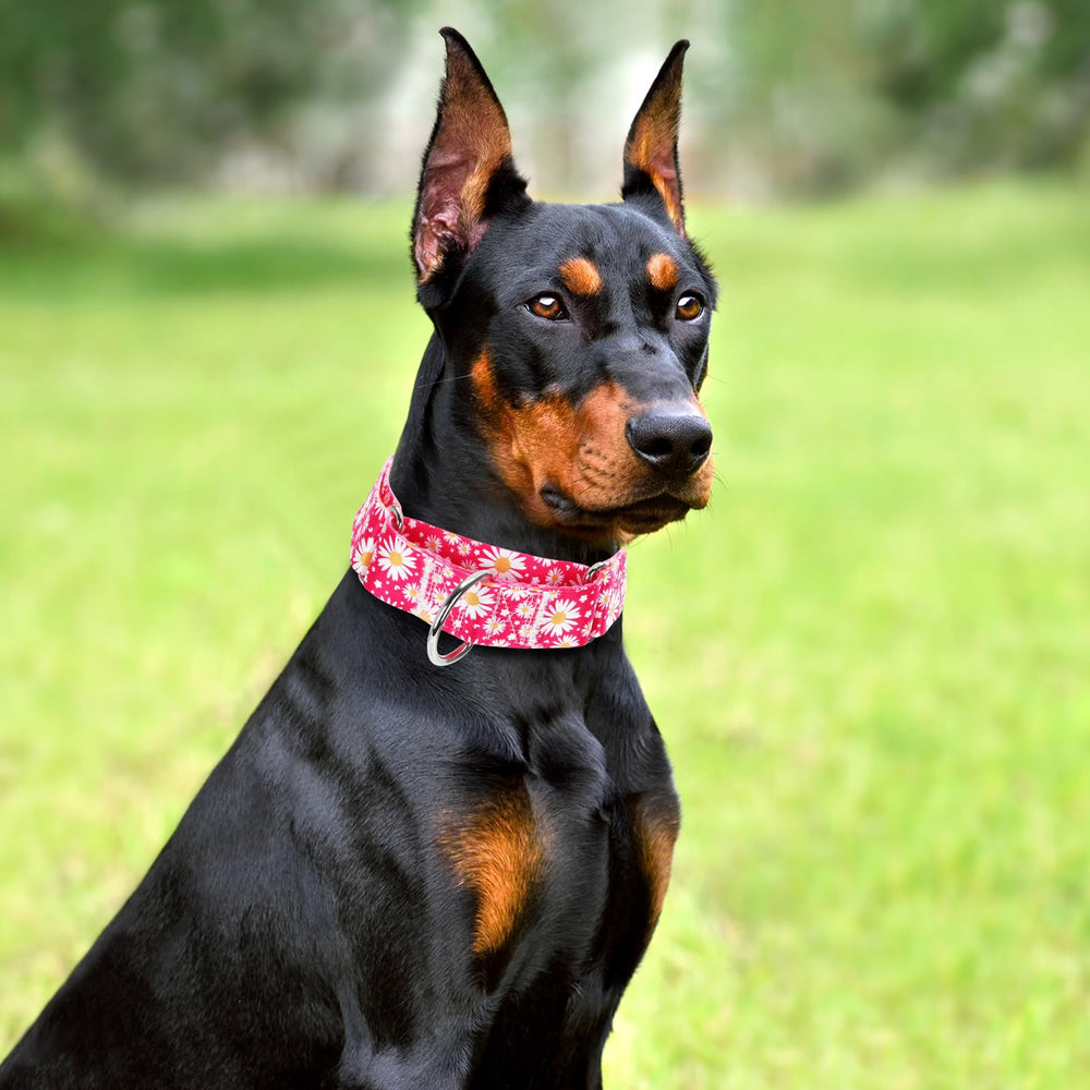 MAOWUWUJOZ collar martingale daisy rosa fucsia, material suave que resiste juegos y saltos.