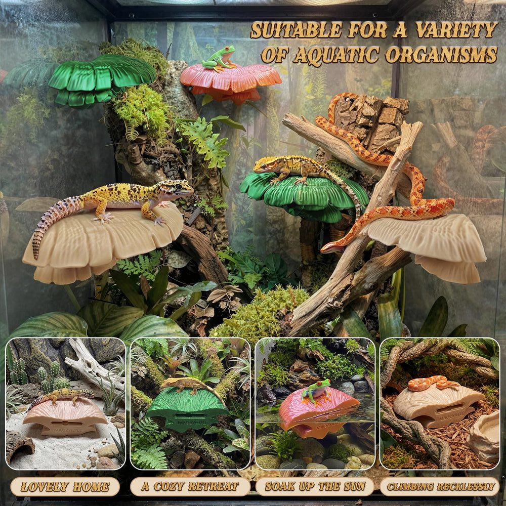 Maozyiltle seta exploracion terrario hongo invita a trepar y explorar
