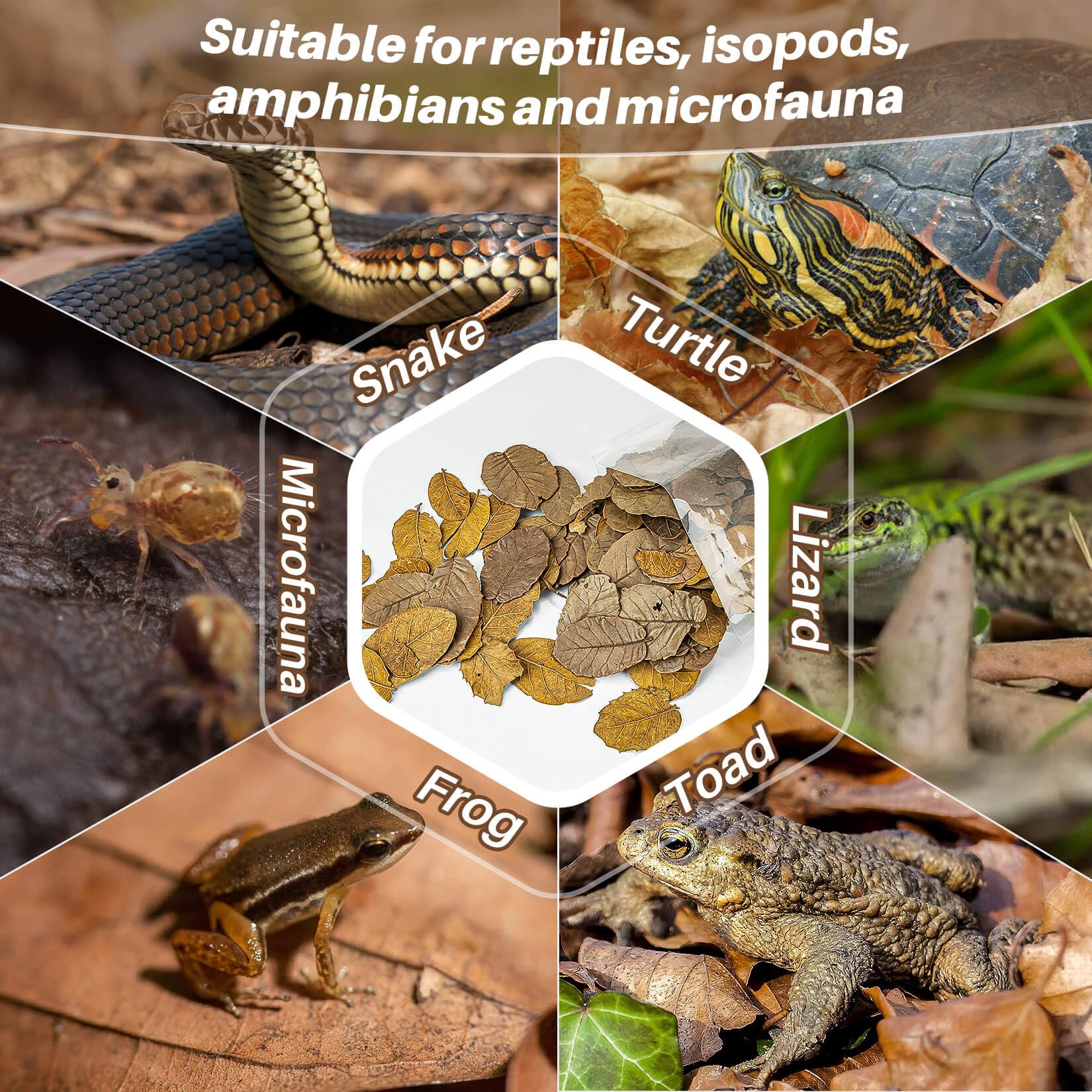 MAQIHAN alimento para microfauna y isopodos en el terrario