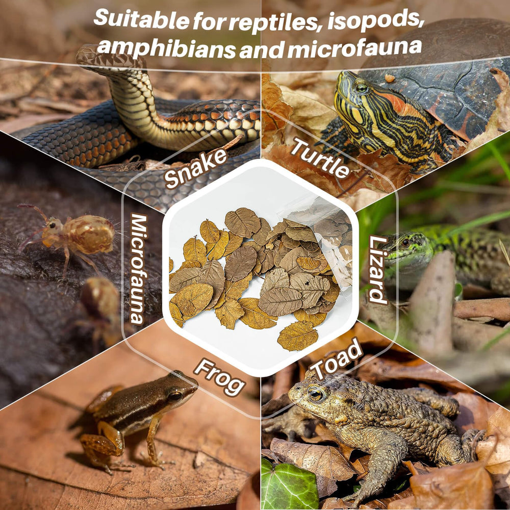 MAQIHAN alimento para microfauna y isopodos en el terrario