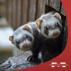 Marshall Pet Ferret Premium Diet 6lb, hurón comiendo alegremente, experiencia de alimentación agradable.