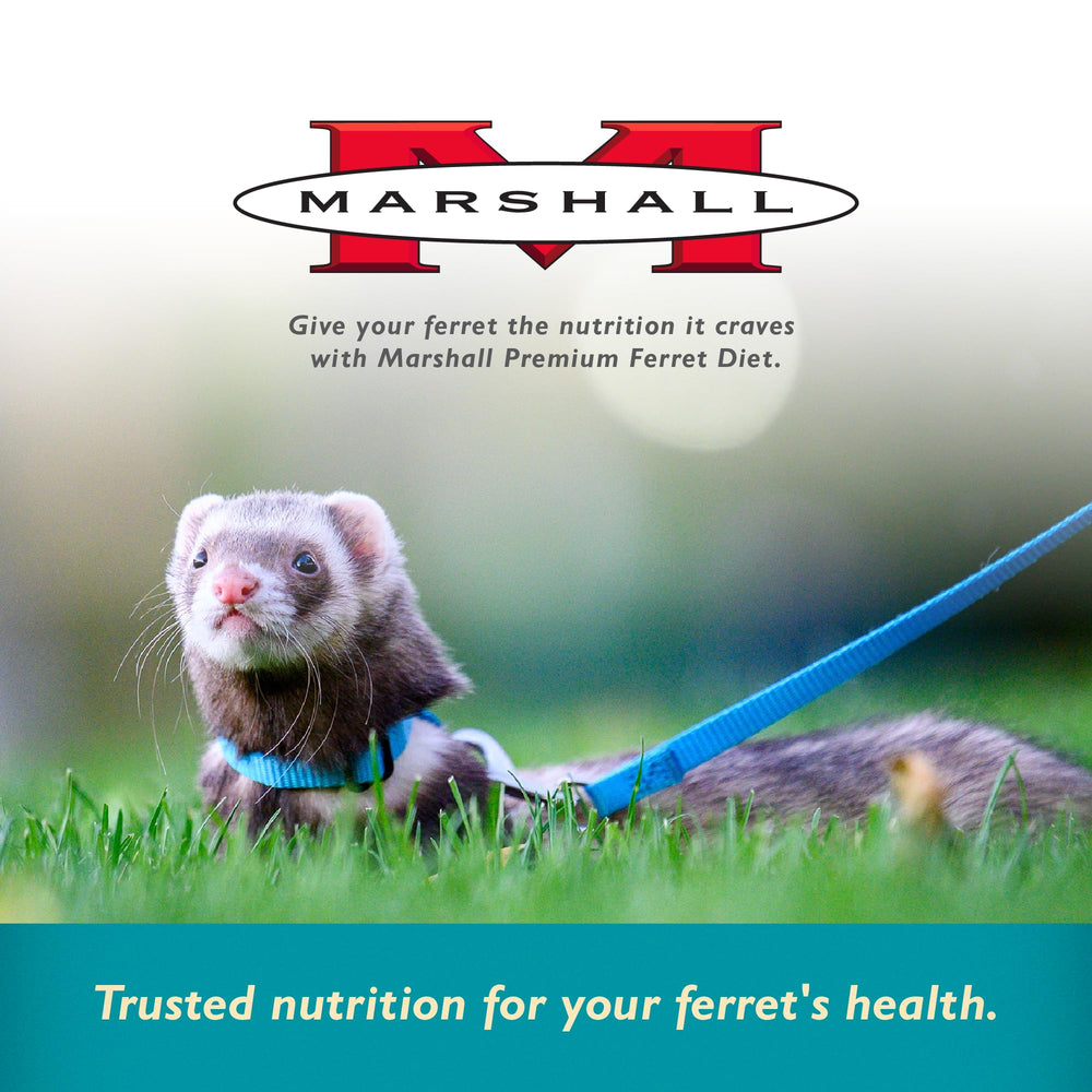 Marshall Pet Products Select Chicken Ferret Diet uso-diario, ideal para alimentación cotidiana del hurón.