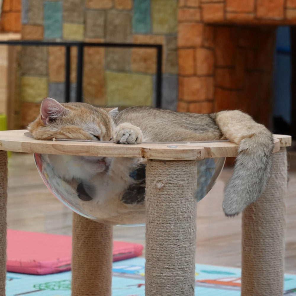 Marsrut domo acrílico 11-8 pulgadas, nido casero ideal para tu gato.