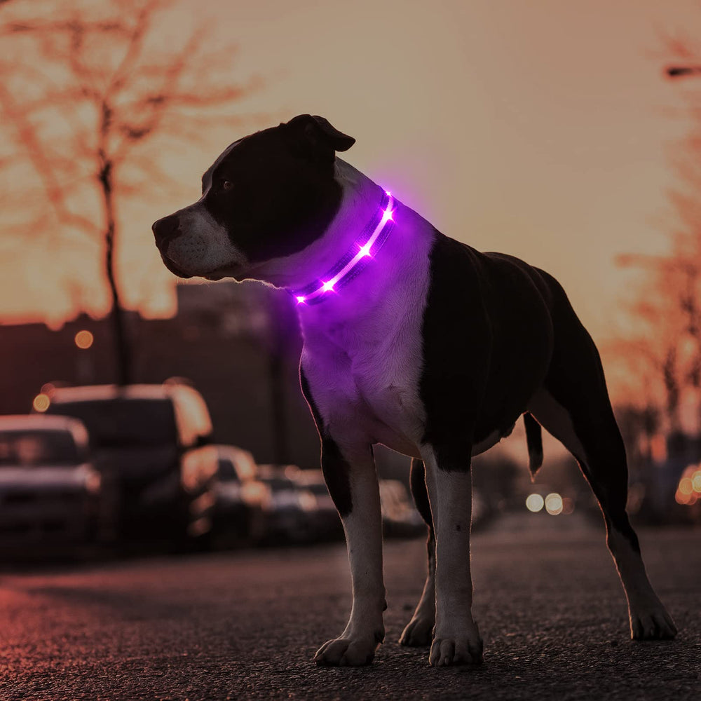 Collar MASBRILL con carga USB y luz duradera para paseos.