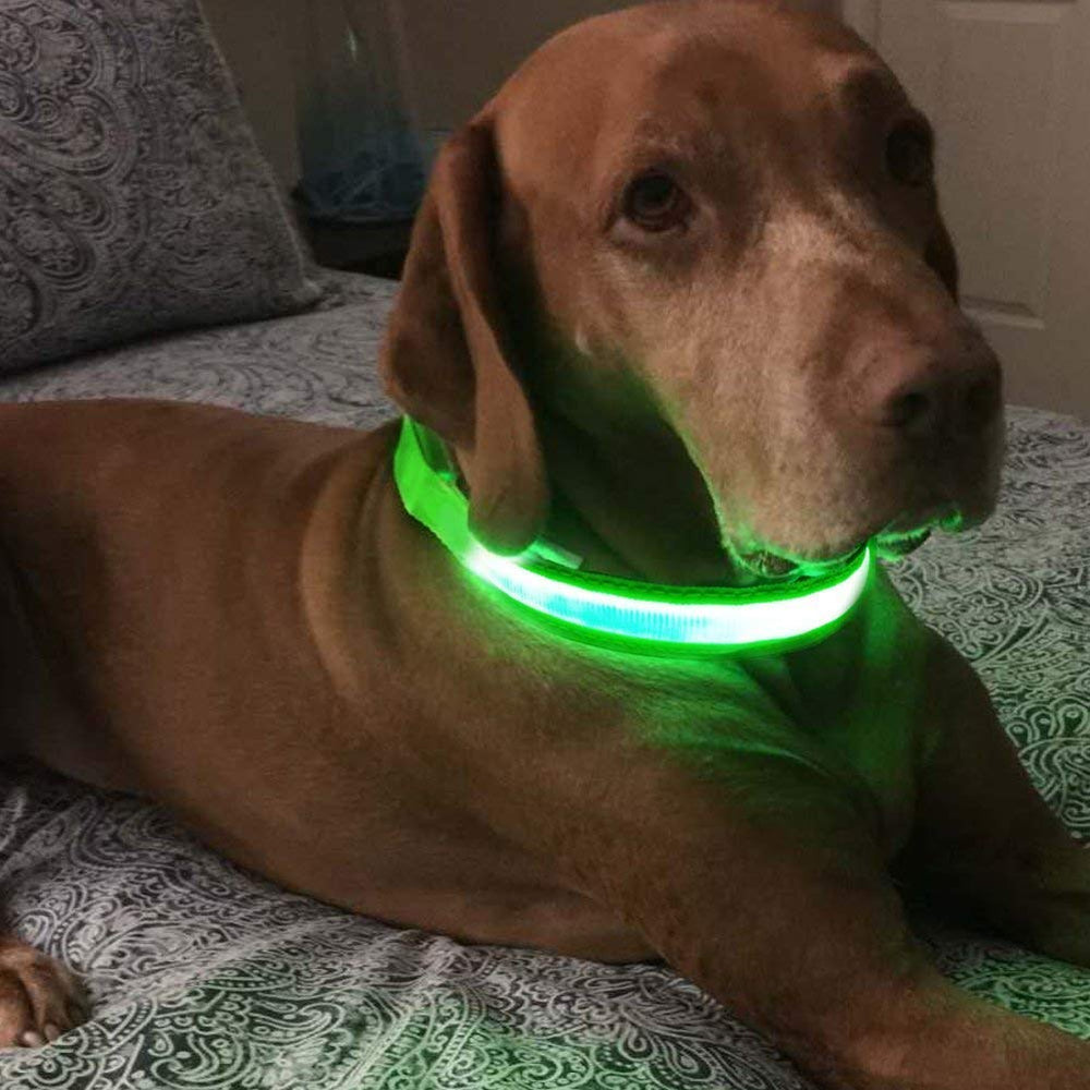Masbrill LED Collar colores-disponibles para estilo y seguridad