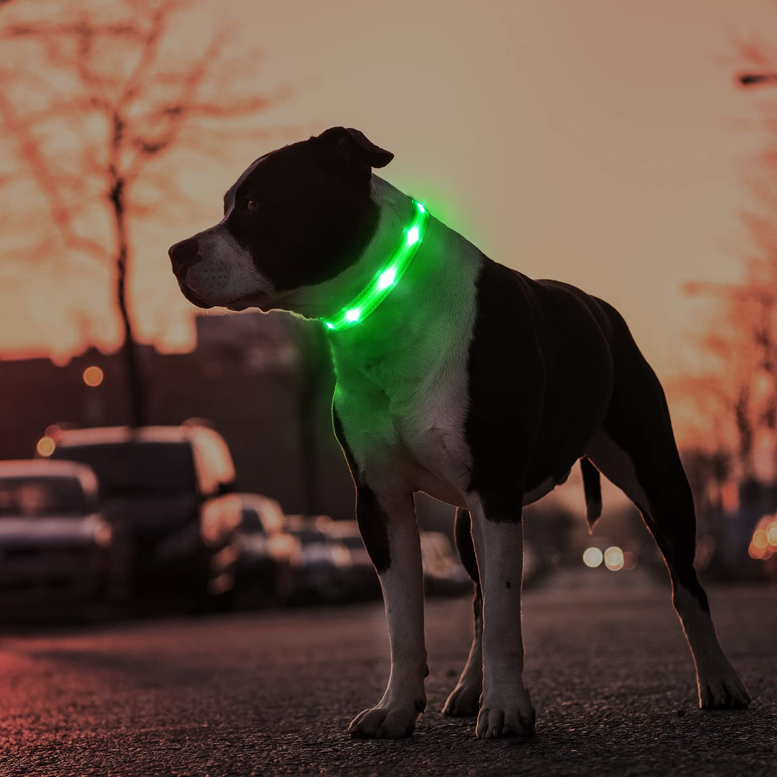 Collar MASBRILL LED con correa suave de poliéster para mayor comodidad