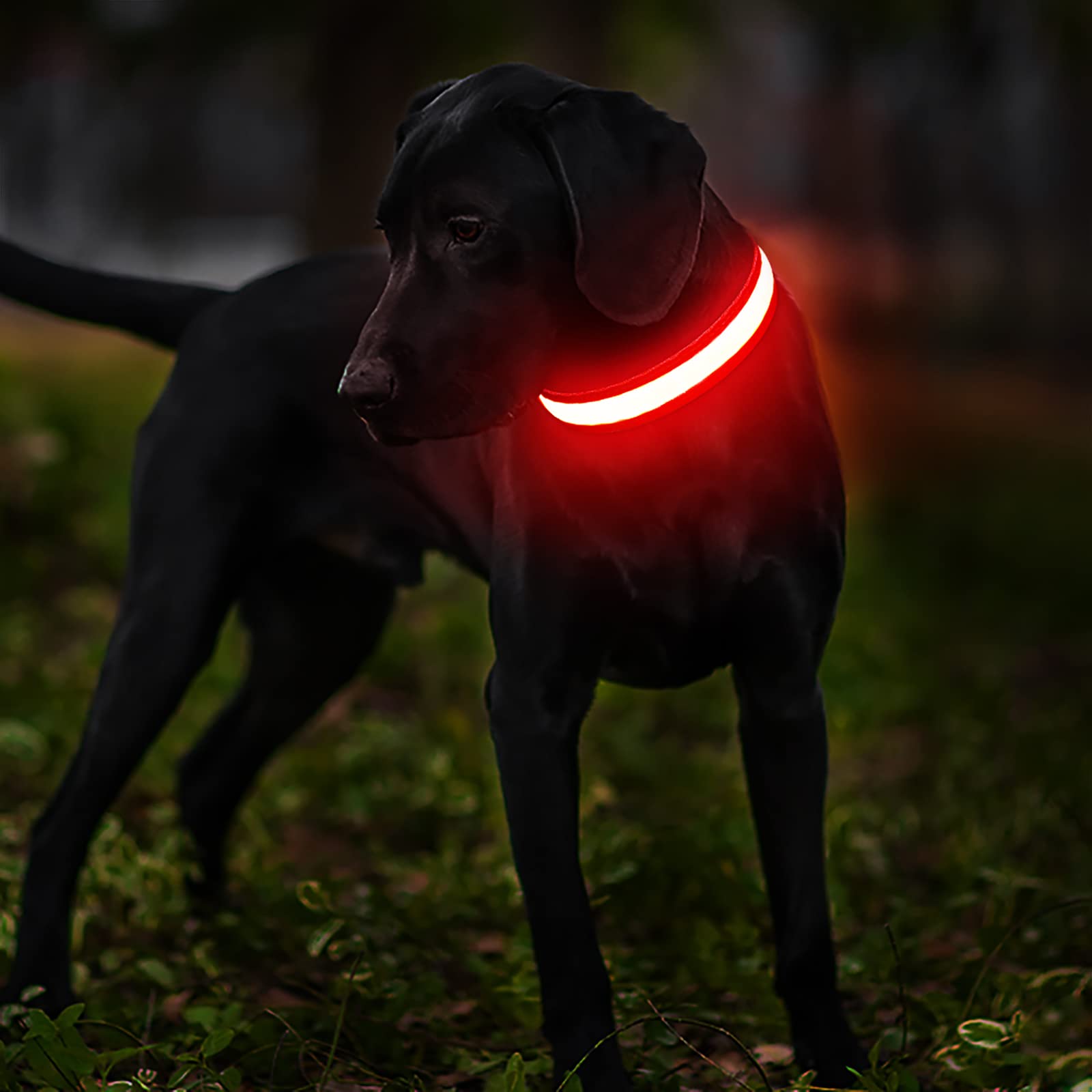 Collar MASBRILL LED para perros: iluminación nocturna y mayor seguridad al caminar.