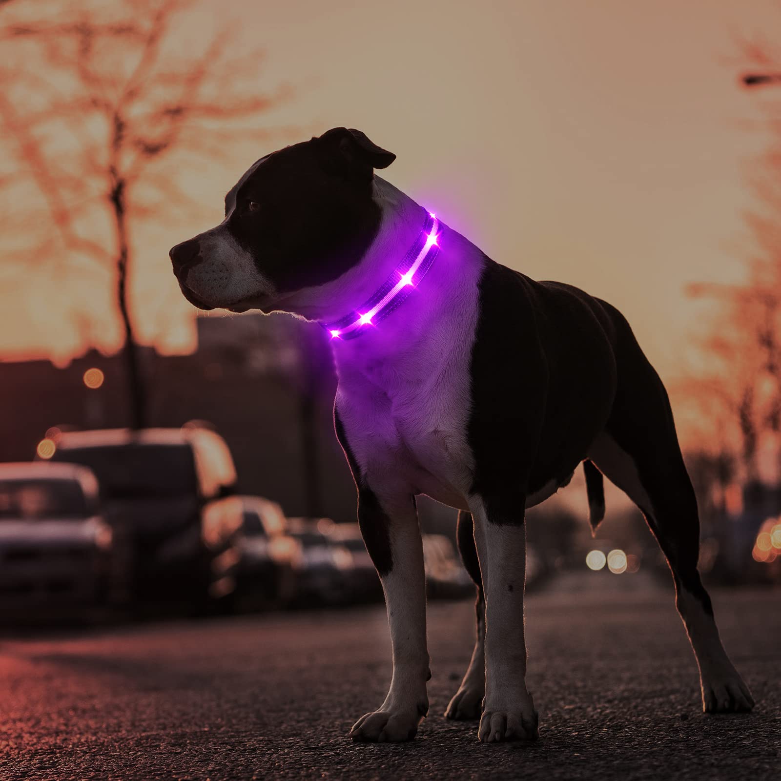 MASBRILL collar LED, tejido de poliéster suave para mayor confort.