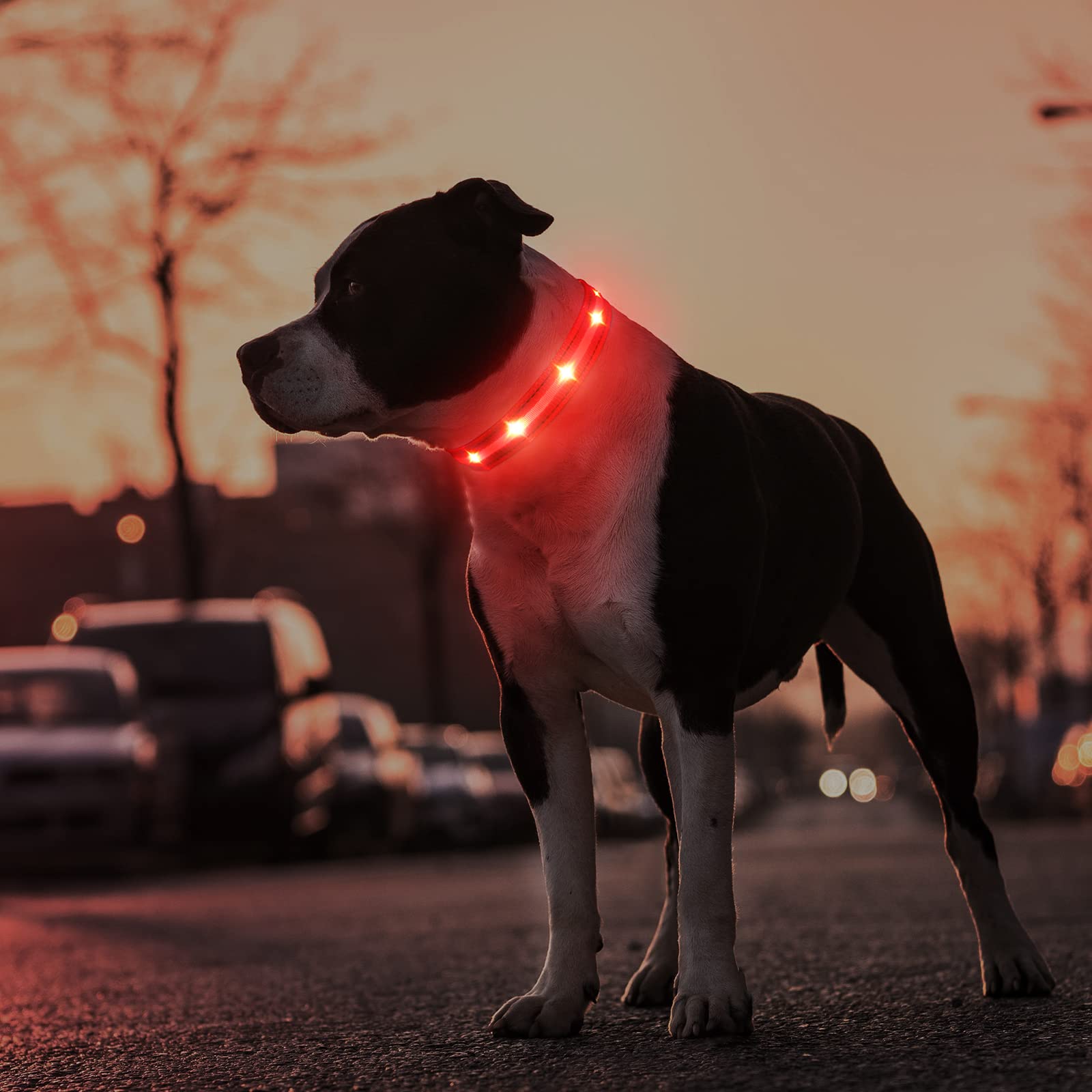MASBRILL collar luminoso para perros, ideal para paseos nocturnos y camping.